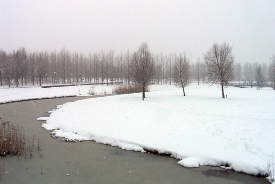 Overbos
Park Overbos in de sneeuw op 3 maart 2005
De naam Overbos verwijst naar een perceel hakhout van het voormalige kasteel Adrichem, dat hier vlakbij gelegen was. In 1964 werd deze naam door de gemeente aan een gedeelte van het Hofland gegeven. Dit voormalige tuindersgebied was een van de weinige gebieden, die toevalligerwijs gespaard waren gebleven voor de oprukkende nieuwbouw. De plannen voor aanleg van een stadspark op deze locatie werden al in 1964 ontwikkeld, maar wegens de hoge kosten steeds uitgesteld. Toen aan het eind van de tachtiger jaren de gemeente plannen voor nieuwbouw op deze locatie ontwikkelde, richtten enkele bezorgde ”buren” van het Overbos hiertegen de vereniging ”De Groene Long” op. Later werd deze actiegroep omgevormd tot een stichting. In een vrij korte tijd wist deze vereniging menig inwoner van Beverwijk te mobiliseren. Er werden verschillende alternatieve plannen voor het omstreden gebied uitgedacht. Dankzij deze vereniging besloot de gemeente om hier inderdaad een stadspark aan te leggen. Tuinarchitect A. Bleeker kreeg de opdracht voor het ontwerpen van het park. Hoewel Koningin Beatrix in 1991 er de ”eerste boom” plantte, duurde het nog tot 1995 voordat het park gerealiseerd was.
Keywords: bwijk Overbos