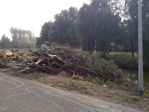 Aagtenpoort
Vele bomen gekapt voor de werkzaamheden tunnel onder Spoorsingel.
4 oktober 2015
Keywords: Bwijk Spoorsingel