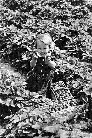 Aardbeien in overvloed
Beverwijk was vroeger de stad waar de aardbeien vandaan kwamen, die met het spoor naar o.a. naar Duitsland gebracht werden.
Keywords: aardbeien bwijk
