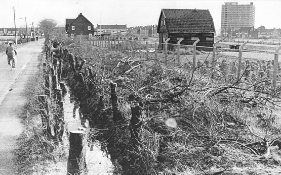 Bankenlaan
Over de Bankenlaan is zeer weinig bekend. De weg is al heel oud. De geschiedschrijvers zijn het redelijk met elkaar eens dat het stuk grond waarover de Bankenlaan loopt van ’n vastere grondsoort moet zijn  dan de omringende gronden. Deze strook grond was dus niet bruikbaar als tuindersgrond, maar uitstekend geschikt om als doorverbindingsweg te dienen. De Bankenlaan kwam in het nieuws omdat hier in de kassen van Van Bragt de eerste vestiging van de Vomar is begonnen. Enkel jaren geleden heeft men zowel de weg als het groen in zijn totaliteit vernieuwd. Op de linkerfoto een rommelige en kale vlakte met op de achtergrond de Warandaflat die  boven alles uit steekt. 

Bron: boek “Dit was Beverwijk”, auteurs: J.M. Van der Linden/ W. A. Spruit                 
Bewerking: Co Backer
                                                             
Keywords: bwijk Bankenlaan