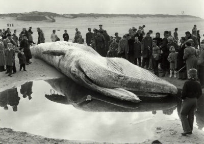 Vinvis
Vinvis op het strand in 1956

foto: Hans de Swart
Keywords: strand vinvis